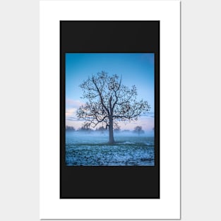 Frosty Winter Tree Posters and Art